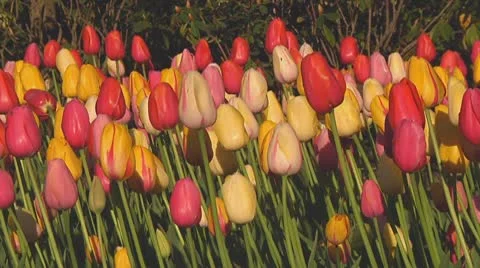 Mixed tulips Stock Footage 10742019