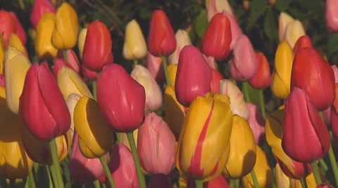 Mixed tulips Stock Footage 10742029