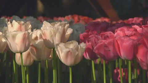 Mixed tulips Stock Footage 10742049