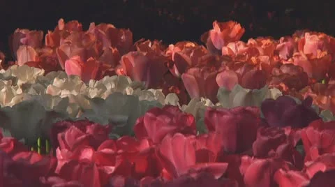Mixed tulips Stock Footage 10742065