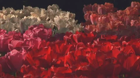 Mixed tulips Stock Footage 10742074