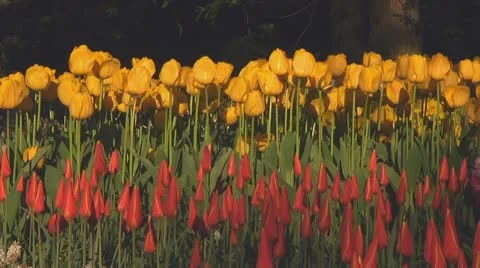 Mixed tulips Stock Footage 10743401
