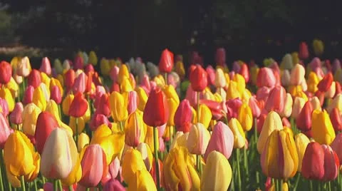 Mixed tulips Stock Footage 10743458