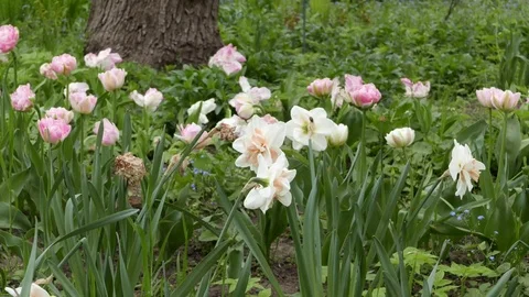 Mixed Tulips Stock Footage 70718532