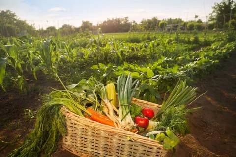 Mixed vegetables in wicker stack Foto stock