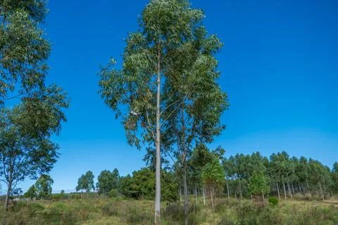 Mixed Vegetation and Eucalyptus Trees on a Rural Hillside Stock Photos