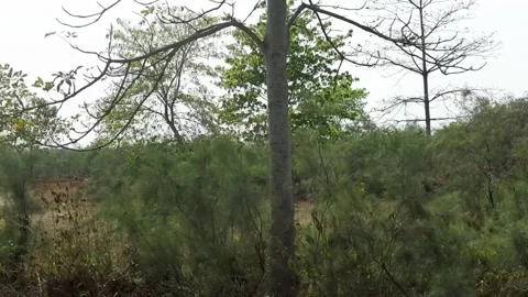 Mixed vegetation with shrubs and trees in natural rural landscape Stock Footage 331276836