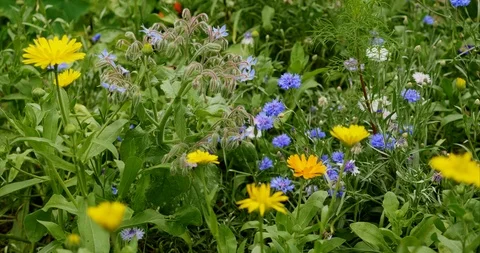 Mixed wild flowers Stock Footage 114188546