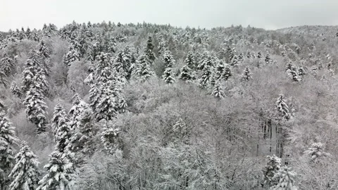 Mixed winter forest Stock Footage 231261768