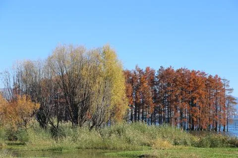 Mixed yellow and rust-colored bald cypress beside reeds and shallow water u.. Foto stock