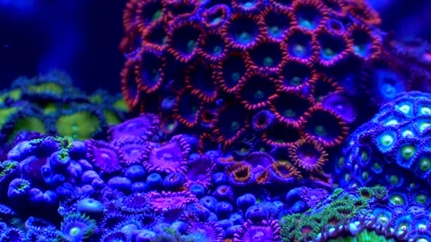 Mixed zoanthid colony pan down 4k 10 sec Stock Footage 293343492