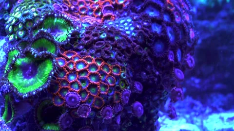 Mixed zoanthid colony pan up Stock-Footage 293349665