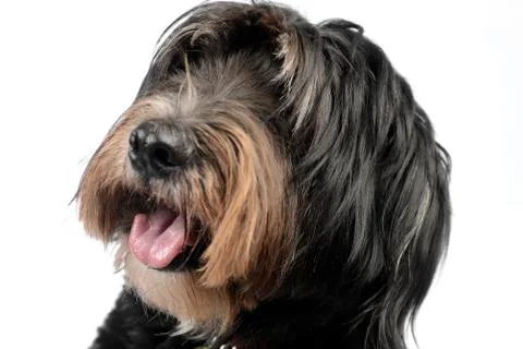 Mixedbreed dog in a white background Stock Photos