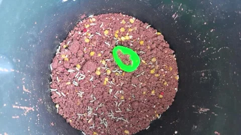 Mixing fish bait with maggots and ingredients for successful angling in warm wea Stock Footage 311333097
