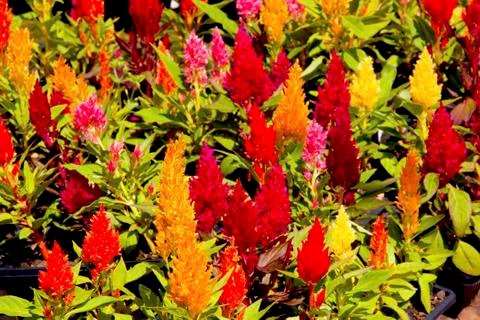 Mixture of brightly colored cock's comb plants in bloom Stock Photos