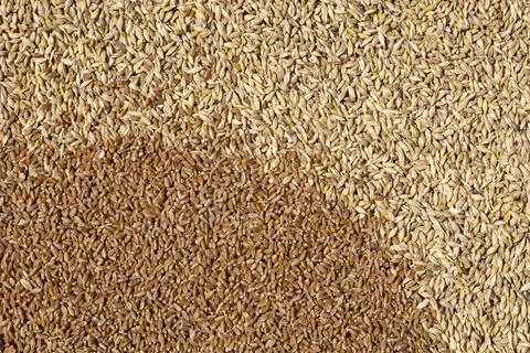 Mixture of different grains, golden wheat grains, background of mixed barley and Stock Photos