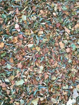 Mixture of fall leaves on grass Stock Photos