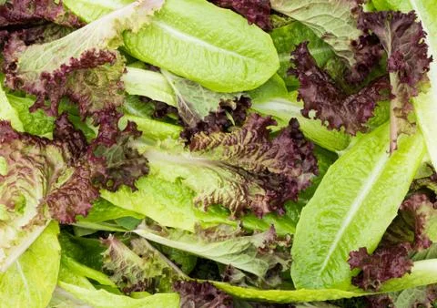 Mixture lettice leafs Stock Photos