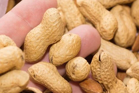 Mixture of nuts of different varieties and sizes Stock Photos