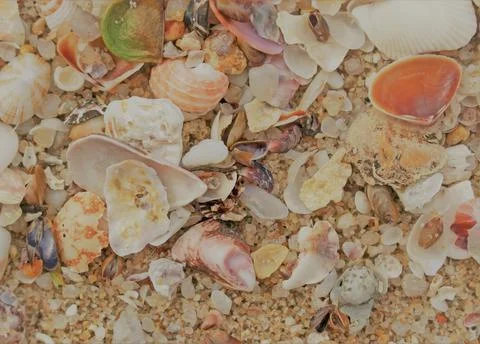 Mixture of seashells on a beach Stock Photos