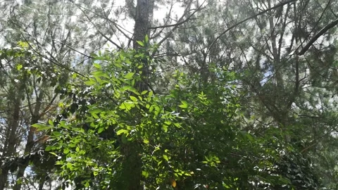 Mixture of vegetation of variety and different shades of green in a home gard Stock Footage 164695439