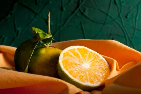 Miyagawa Mandarins Stock Photos