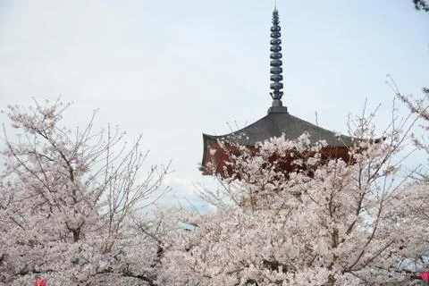 Miyajima sakura Stock Photos