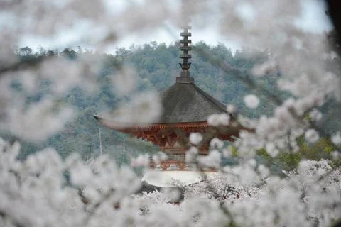Miyajima sakura Stock Photos
