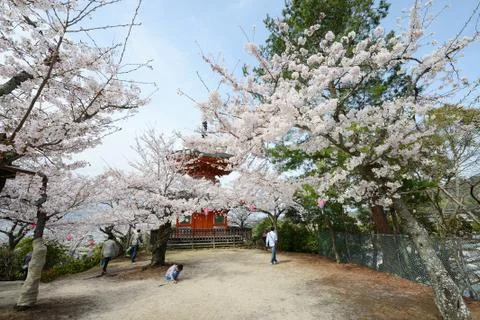 Miyajima sakura Stock Photos