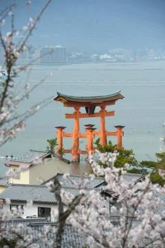 Miyajima sakura Stock Photos