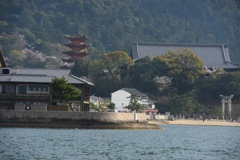 Miyajima sakura Stock Photos