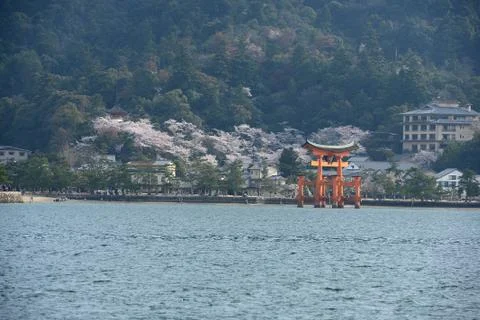 Miyajima sakura Stock Photos