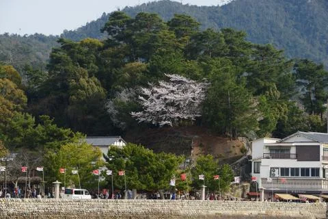 Miyajima sakura Stock Photos