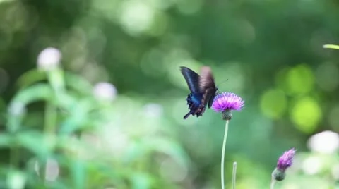 Miyamakarasuageha Stock Footage 11612847