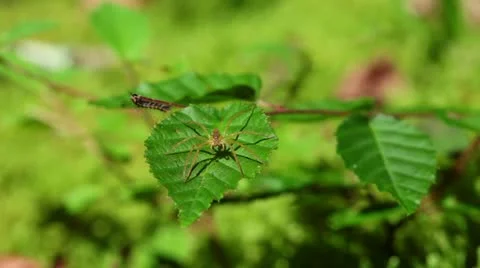 Mizu0001 動画素材 11064522