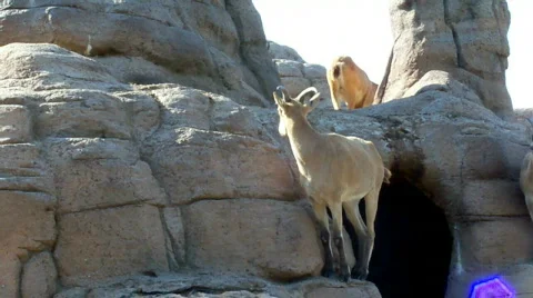 Mlamb 스톡 동영상 510513