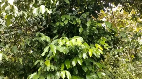 Mlinjo tree Stock Footage 327048004