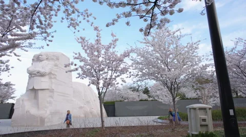MLK Memorial Cherry Blossoms [Pan, Wide Shot] Stock Footage 49119502