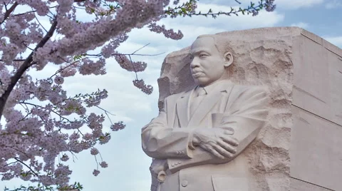 MLK Memorial Cherry Blossoms [Pan, Focus Pull] Stock Footage 49120254