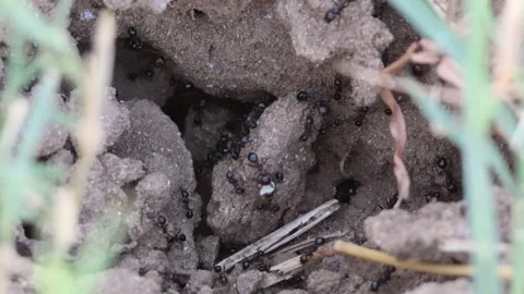 MMH-000 100 Extreme Close-Up of Busy Ants Swarming Around an Anthill Entrance Stock Footage 338358552
