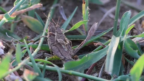MMH-000 101 Macro View of a Baby Grasshopper Nymph on an Adult's Back Stock Footage 338358601