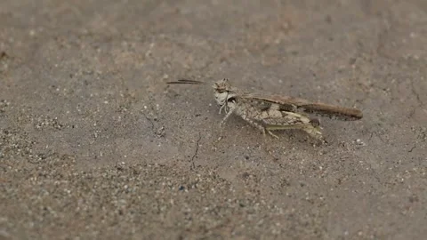 MMH-000 110 Close Up of Grasshopper Moving on Dirt Ground in Field Stock Footage 338358726