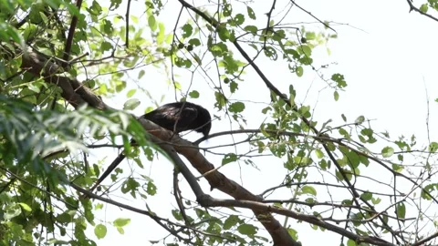 MMH-000-115 Black Drongo Bird Perched on Tree Branch Close Up Stock Footage 338358972