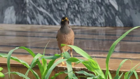 MMH-000 127 0 Common Mynah Bird Sequence Part 1 - Alert in Green Grass Close Up Stock Footage 339182057