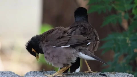 MMH-000 132 1  Dramatic Mynah Bird Fight With Loud Intense Audio Stock Footage 339275581
