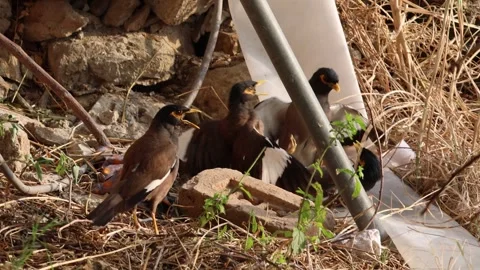 MMH-000 132 3 Dramatic Mynah Bird Fight With Loud Intense Audio Stock Footage 339285840