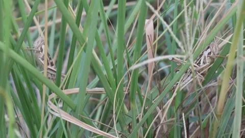 MMH-000-133 1 Macro Grasshoppers Interaction Behavioral Sequence Two Shot Stock Footage 339275932