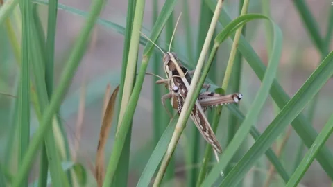 MMH-000 133 2 Dramatic Close Up of Grasshoppers in Wild Grass with Audio Stock Footage 339275990