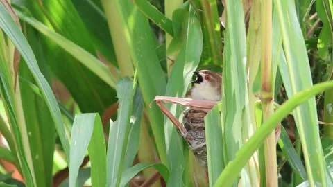 MMH-000 134 1 Macro Bird in Nest Inside Maize Crop Behavioral Sequence Stock Footage 339285195