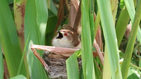 MMH-000 134 2 Close Up Mother Bird Panting in Heat Looking at Camera Stock Footage 339285198